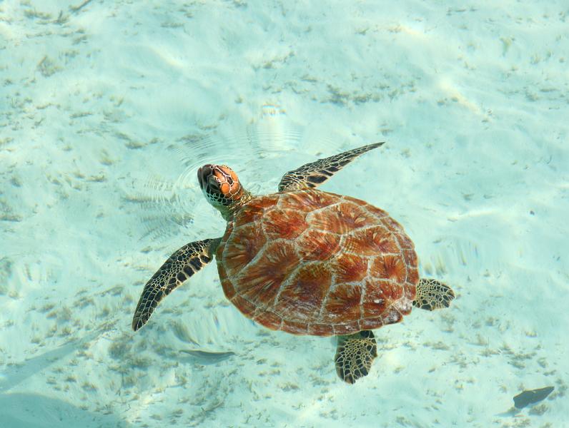 Kuramathi (254).jpg